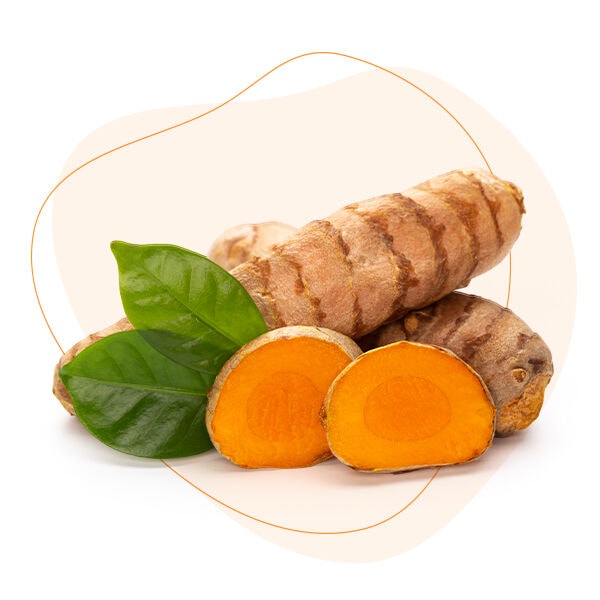 02.Curcuma