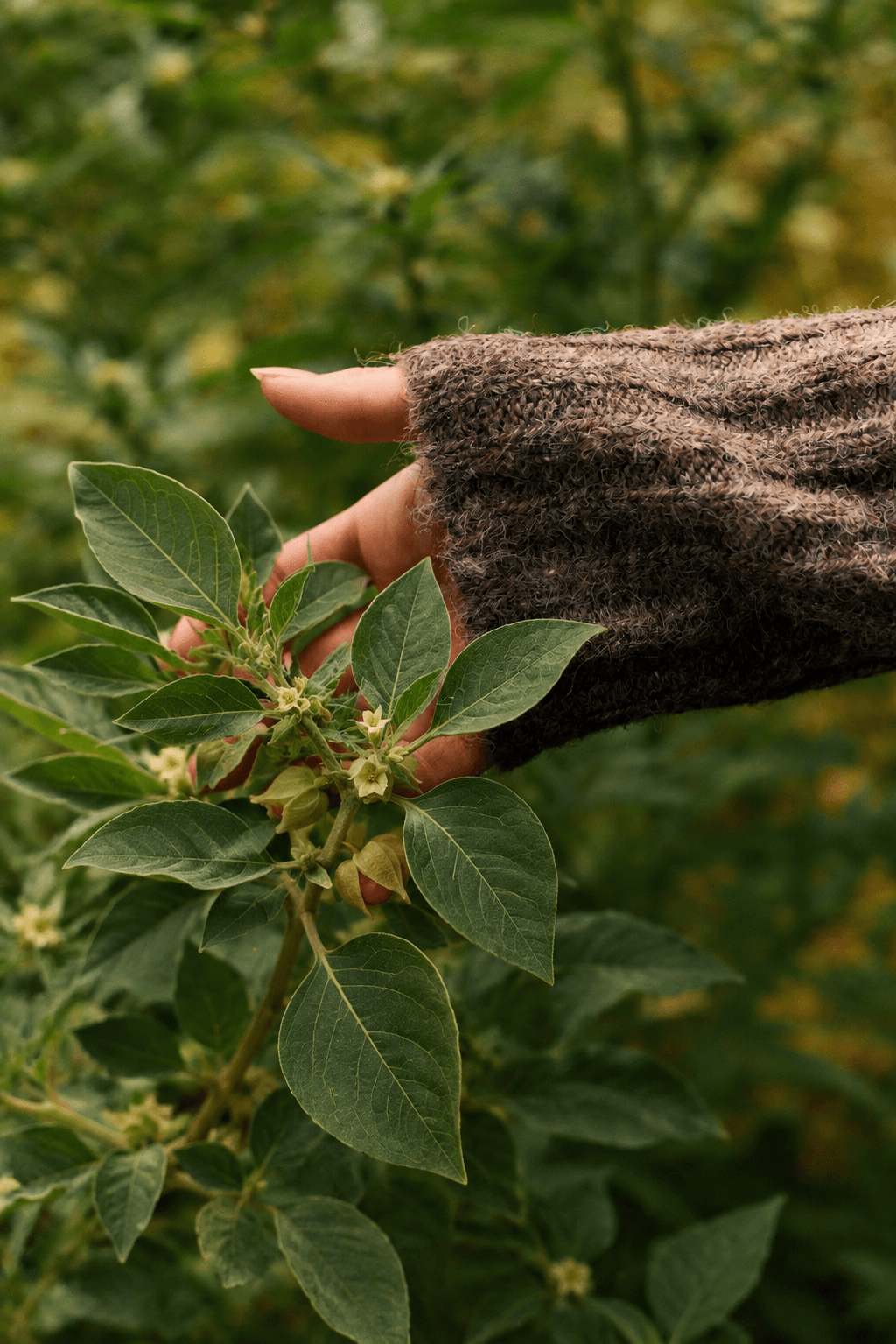 Ashwagandha