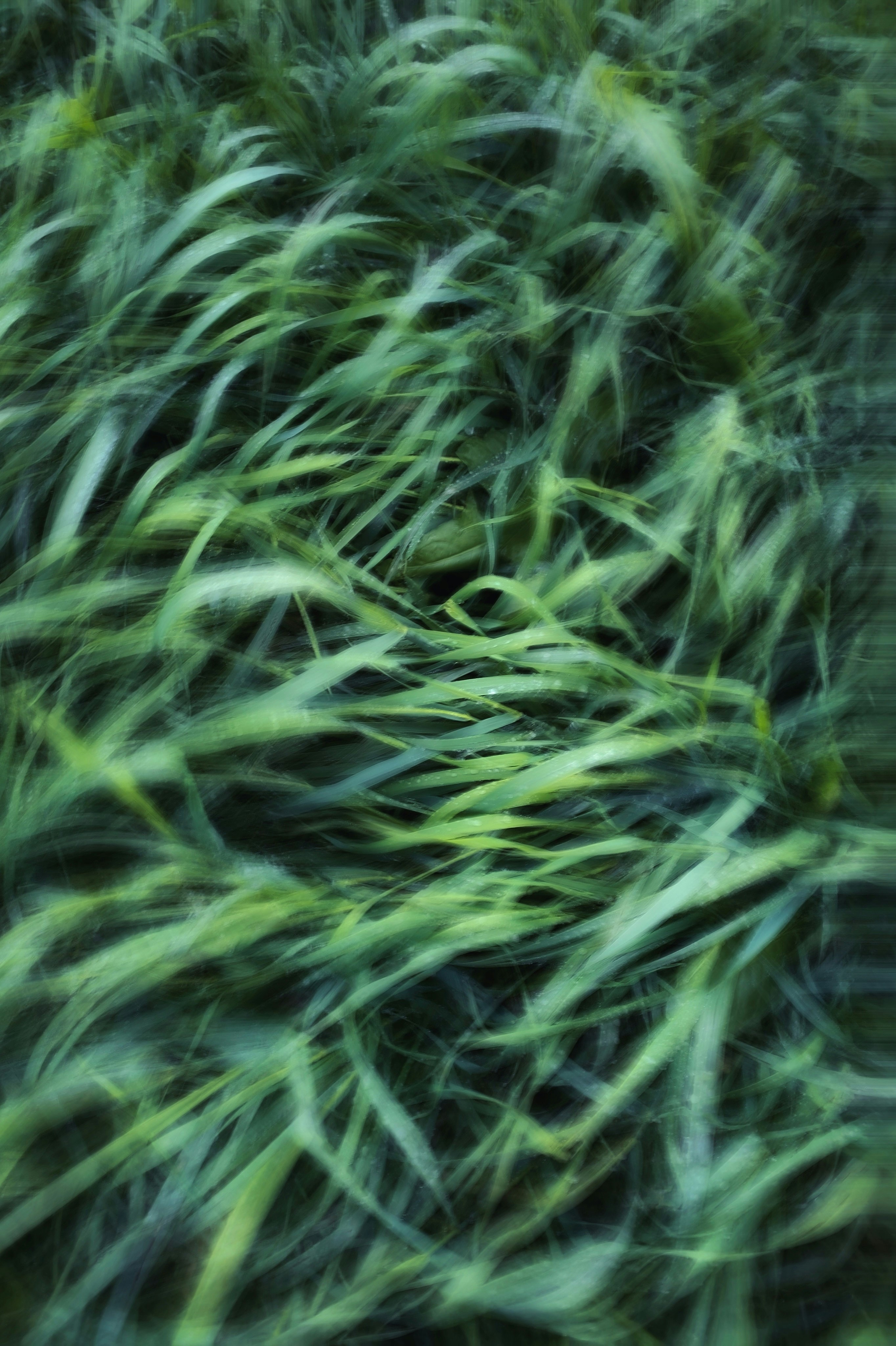 Spiruline 