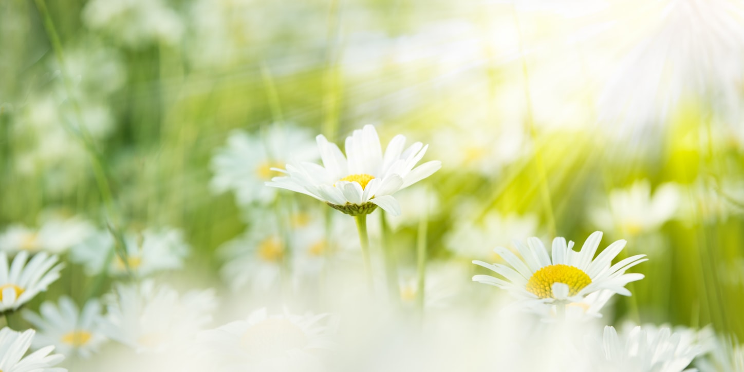 Marguerites