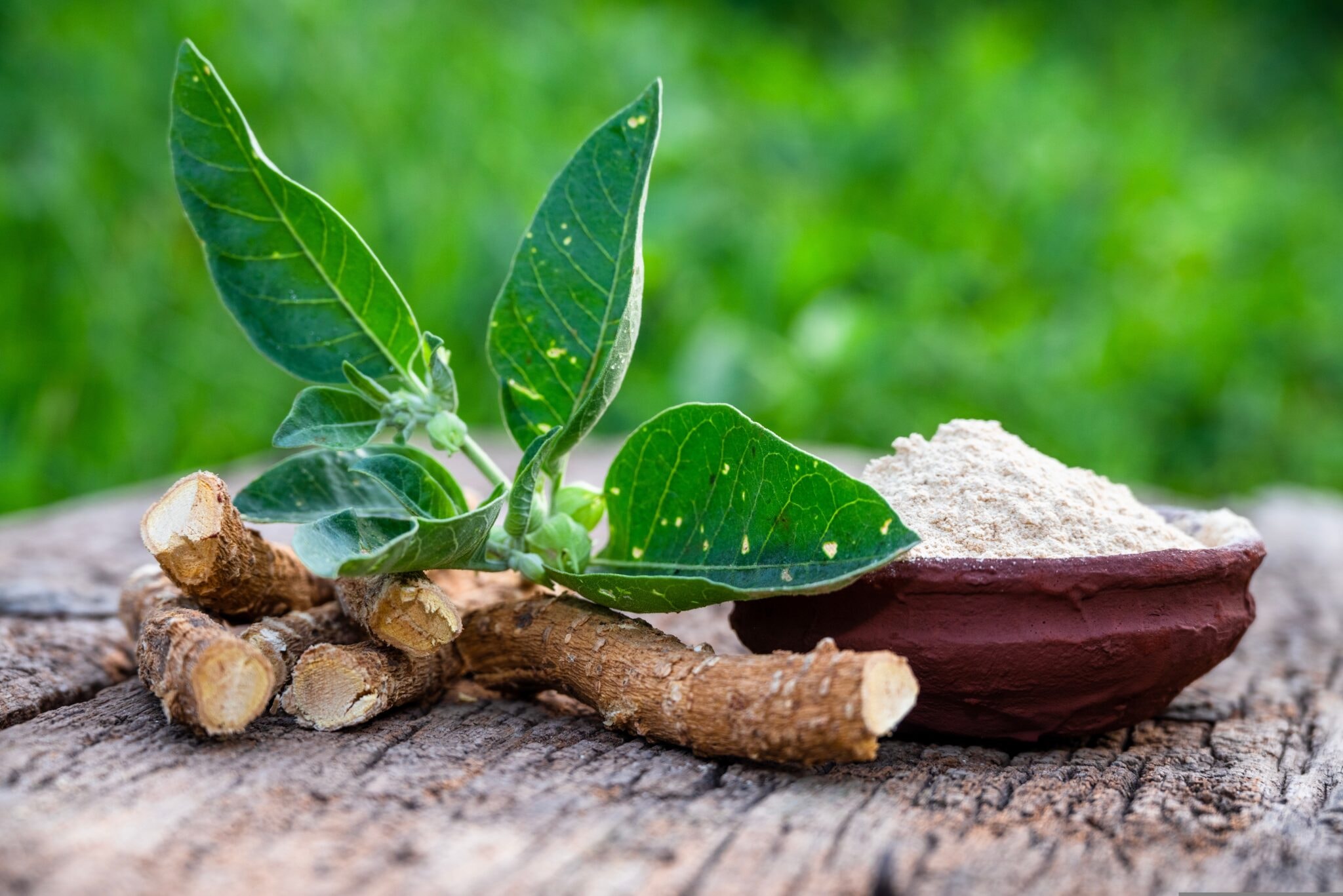 Withania,Somnifera,(,Ashwagandha),Dried,Root,,Root,Powder,,Green,Leaves